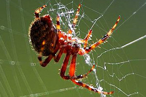 The spider uses its spinneret to make a web.