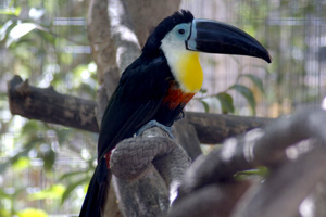 January 5th: Bird Day (Pictured: Toucan)