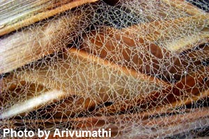 A cobweb does not have a pattern.