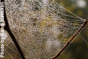A cobweb between two branches