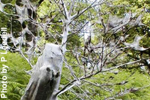 Cobwebs covering an entire tree