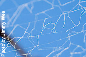 A close-up of a cobweb