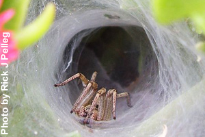 A spider coming out of the funnel