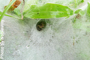 A spider hides in the funnel.