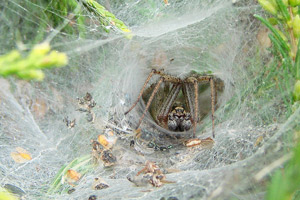 A spider near the opening of the funnel