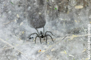 A spider checking the web for insects