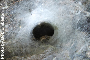 A spider back in the funnel
