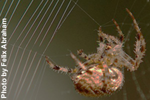 A spider spinning an orb web
