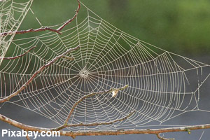 A finished orb spider web