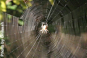 A spider waits for an insect.