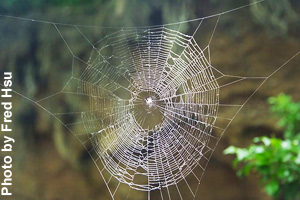 Each web is different.
