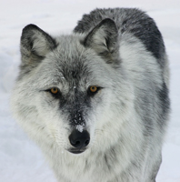 A grey wolf is shy and will hide from people