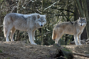 An alpha pair