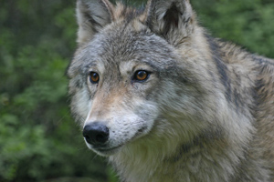 The gray wolf uses its nose, eyes and ears to hunt