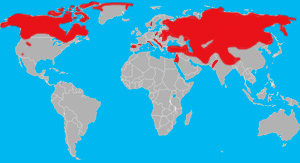 Range (in red) of the gray wolf