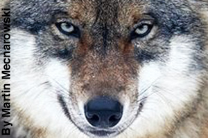 Close-up of a gray wolf