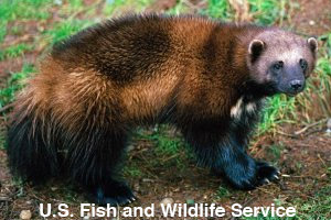 The tick fur of a wolverine