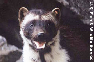 Close-up of a wolverine