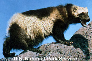 An adult wolverine