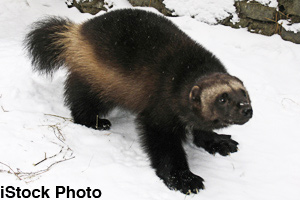 A wolverine hunting