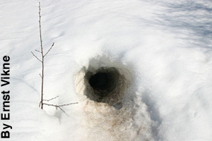 A wolverine burrow