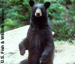 A black bear is about 5 feet (1.5 meters).