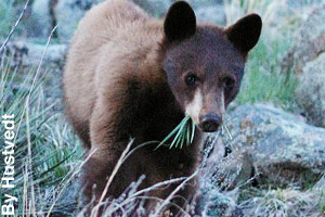 A young black bear