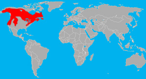 Range (in red) of the black bear