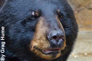 A close-up of an adult black bear