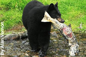 Black bear catching a fish