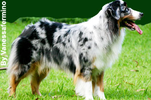 A side view of an adult Australian Shepherd