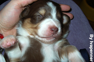 One week old Australian Shepherd