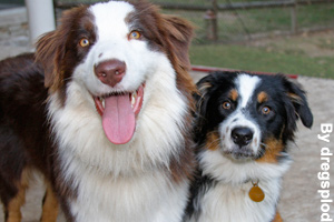 Two Australian Shepherds