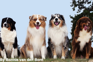Different coat colors of Australian Shepherds
