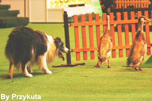An Australian Shepherd herding geese <br>in a competition