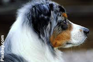 A profile of an adult Australian Shepherd