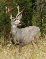 Adult buck mule deer