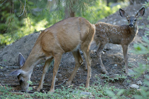 A doe and her fawn