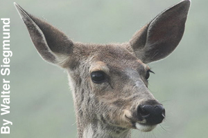 Close-up of a mule deer doe