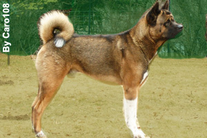 A side view of an adult Akita