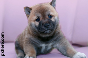 A three week old Akita puppy
