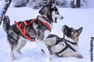 Two adult Akitas playing in the snow