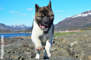 A happy Akita running