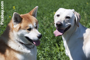 An adult Akita is about the same size as a Labrador Retriever.