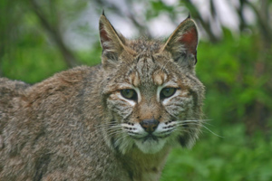 The bobcat has excellent hearing and sight.