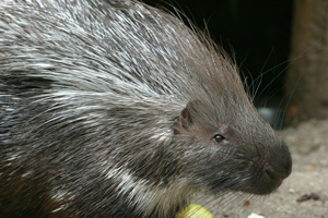 A porcupine is covered in quills.
