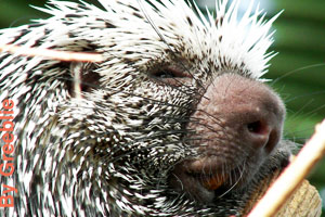 Close-up of a porcupine