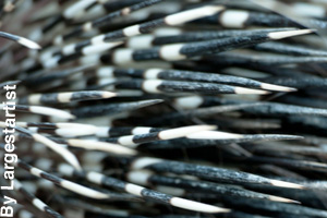 Close-up of porcupine quills