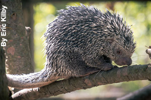 The porcupine has short legs and is slow moving.
