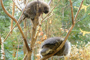 Two porcupines resting in a tree